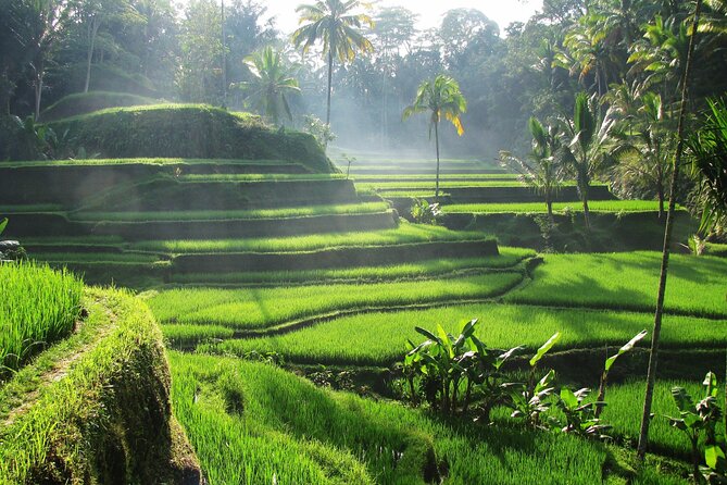 Best of Ubud: Waterfalls, Temple & Rice Terraces Private Day Tour - Tirta Empul and the meaning of purification