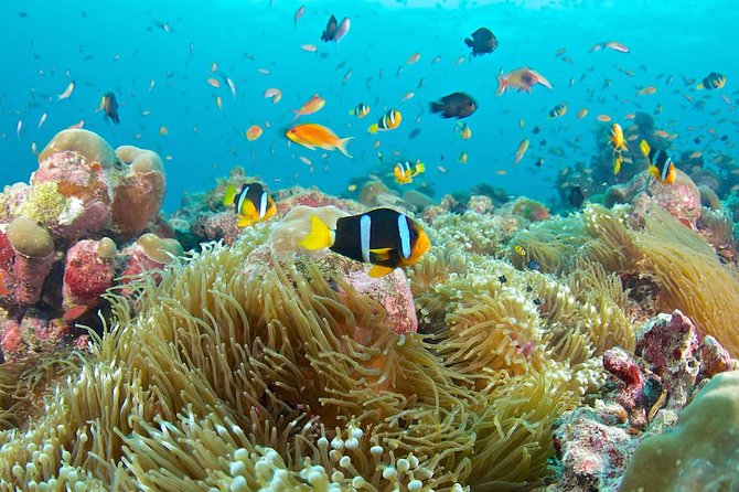 Bloo Lagoon Snorkeling East Bali Includes Transportation & Lunch - Why Blue Lagoon makes a strong snorkeling choice