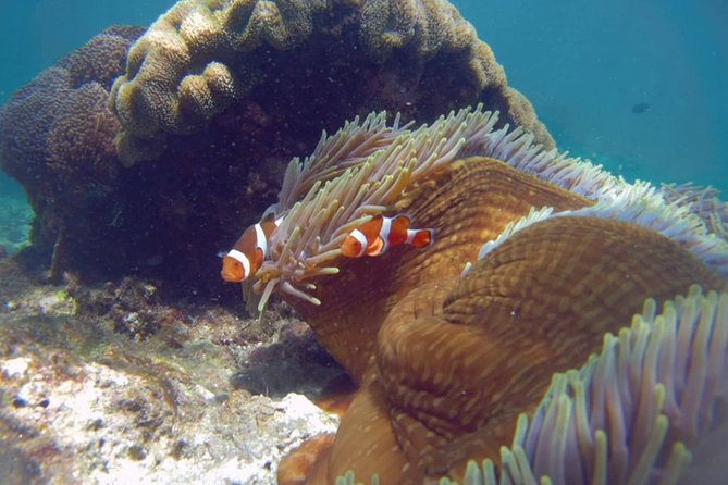 Blue Lagoon Bali Snorkeling Experience - Choose your add-on carefully