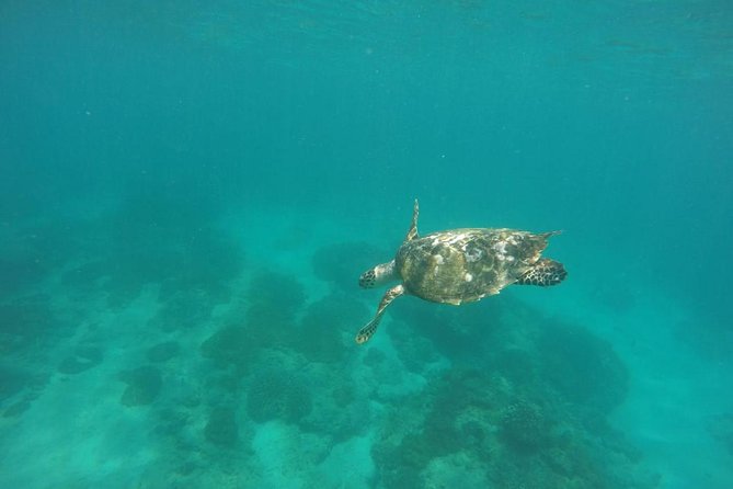 Blue Lagoon & Tanjung Jepun Snorkeling Private Tour - How the day compares with arranging it yourself