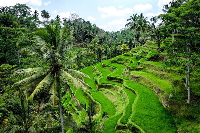 Central Bali Tour: Ubud Village, Kintamani Volcano, and Waterfall - Walking and optional thrills at Tegallalang