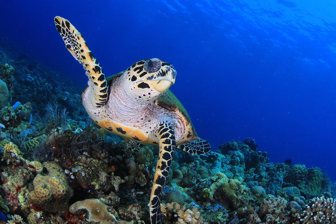 Discover Scuba Diving - A first taste of scuba near Amed