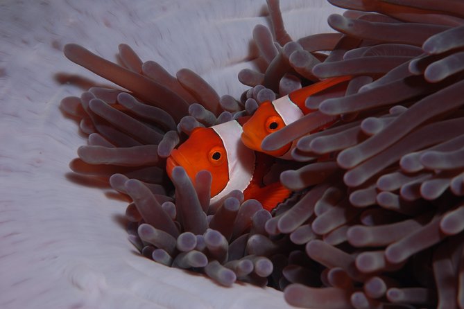 Discover Scuba Diving - Coral Garden or the USAT Liberty wreck
