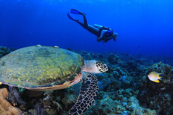 Discover Scuba Diving - What is included for $120.94
