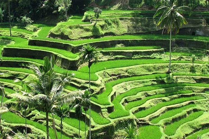 Discover the best waterfalls in Ubud and rice terraces tour - Who will enjoy this Ubud day trip