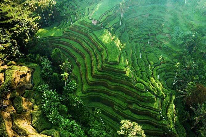 Discover Ubud: Exotism Ubud and Optional Meet the Bali Shaman - Tegalalang Rice Terrace and the work behind the view