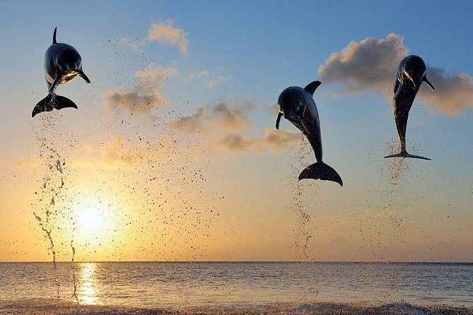 Dolphin Tour and Sunrise Watching in Lovina Beach - All Inclusive - Optional waterfall and temple additions