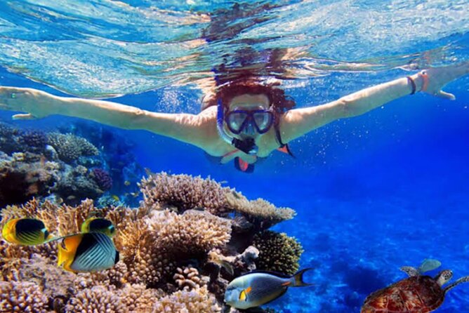Dolphin Watching Tour, Swimming with Dolphins and Snorkeling - The long pre-dawn ride from Ubud to Lovina