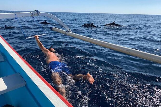 Dolphin Watching Tour, Swimming with Dolphins and Snorkeling - How much value do you get for $21.39?