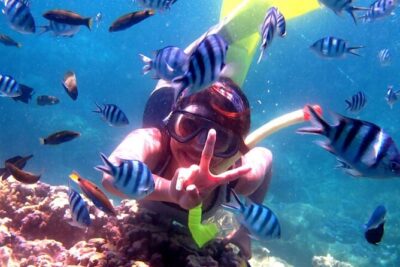 Dolphin Watching Tour, Swimming with Dolphins and Snorkeling