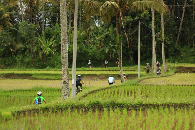 Downhill Cycling Ubud with Volcano, Rice Terrace and Educational - Family compounds, rice fields, and local customs