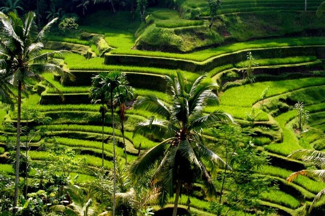 Exclusive Ubud Experience: Nature, Culture & Adventure in One Day - Key points at a glance