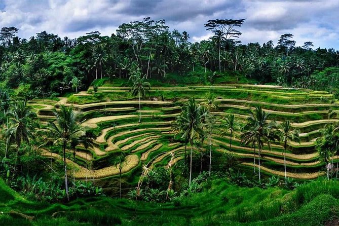 Fantastic Ubud Tour with Jungle Swing - Starting among the macaques at Sacred Monkey Forest