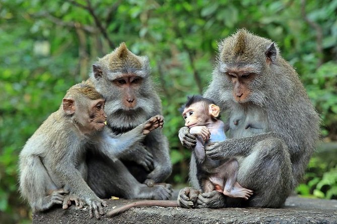Full-Day in Bali: Amazing Ubud Tour - What this Ubud day tour is really designed to do