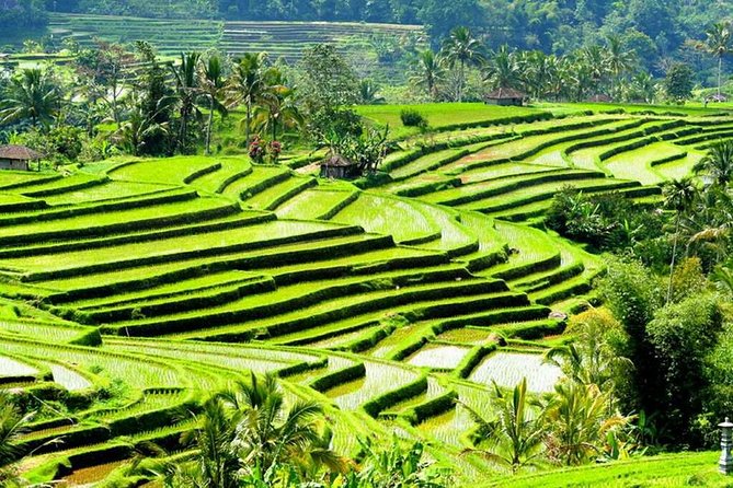 Full-Day Private Cultural Bali Tour + Balinese Driver - Uluwatu, Padang Padang, and the evening performance