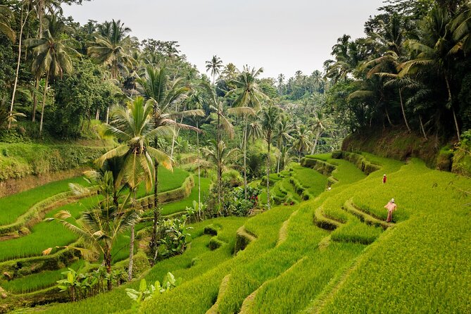 Full-Day Private Guided Exploring Bali as You Wish Tour - Ubud temples, rice terraces, and forest paths