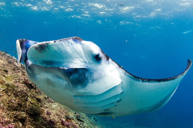 Full-Day Tour in Nusa Penida Island + Snorkeling Experience - Is $45 good value?