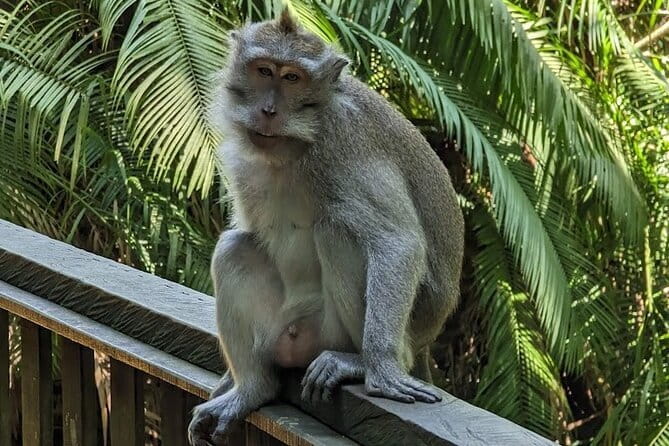 Full Day Ubud Tanah Lot Uluwatu All Inclusive Private Tour - Ubud Monkey Forest brings you close to Bali’s wildlife