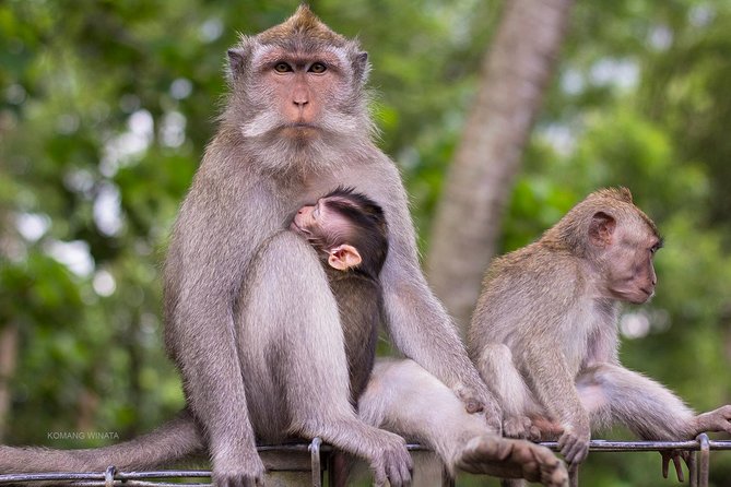 Gorilla Cave ATV Bali Ubud, Monkey Forest, Temple, and Lunch - Walking beneath the trees at Monkey Forest
