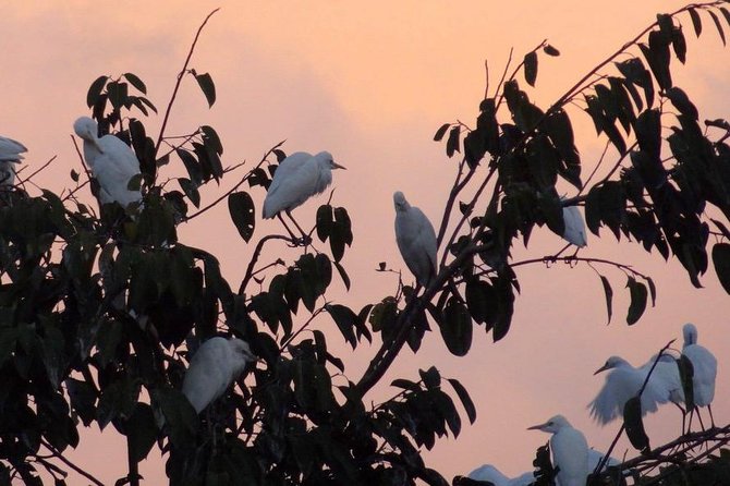 Half Day Ubud Tour: Ubud Unique Spots - Petulu at 5:30pm, when the birds come home