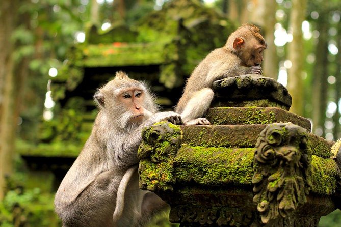 Half Day Ubud Tour: Ubud Unique Spots - Is $38.98 good value?