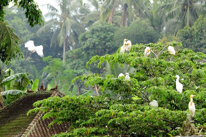 Half Day Ubud Tour: Ubud Unique Spots - A practical word about monkey safety