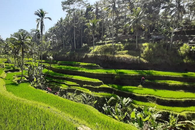 Heaven Gate, Tirtagangga and Tukad Cepung Waterfall - All Inclusive - Indonesian lunch with rice-field views