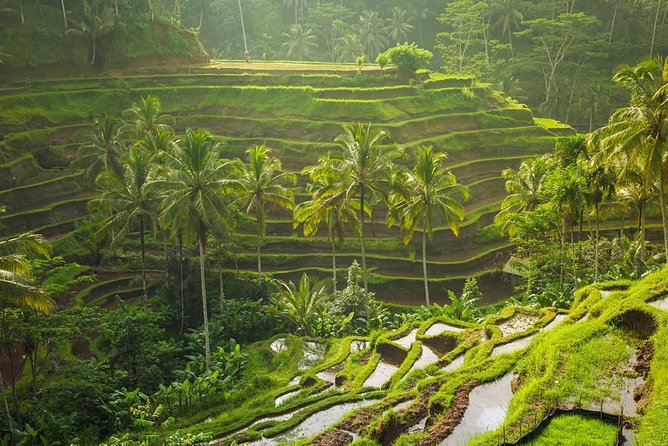Hire Private Bali Driver - The value of the $40 price