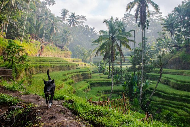Hire Private Bali Driver - What the eight-hour day feels like