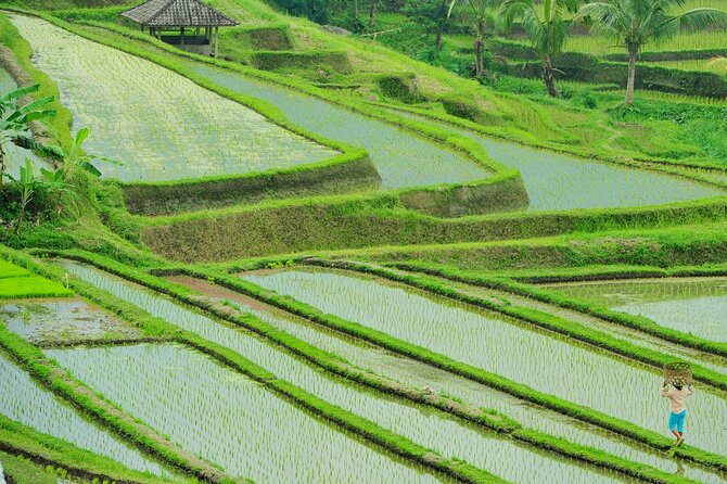 Jatiluwih Batukaru Mountain Nature's Best Tour - Is $61.54 a fair price?