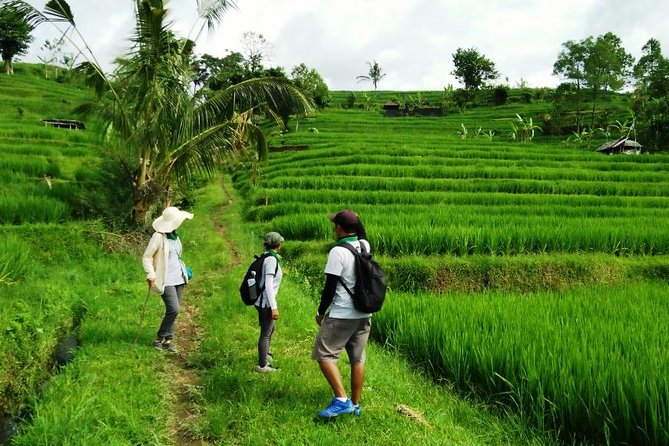 Jatiluwih full day e-bike cycling with lunch & trekking program - What the $88 price covers