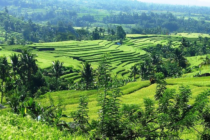 Jatiluwih in detail (1 h. e-bike tour in the rice terraces) - Bamboo, jungle, and streams along the way