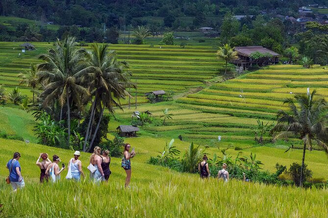 Jatiluwih Spiritual Journey of Melukat with Rice Terrace View - Sangeh Monkey Forest starts the day with a wild edge