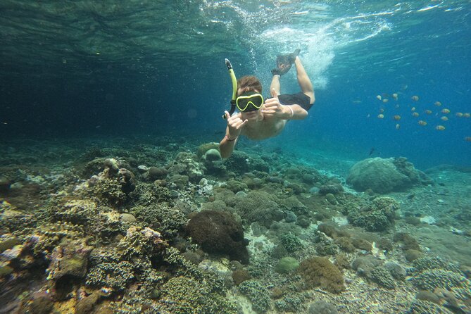 Lovina Dolphin Watching, Swimming, and Snorkeling Experience - Swimming near the dolphins