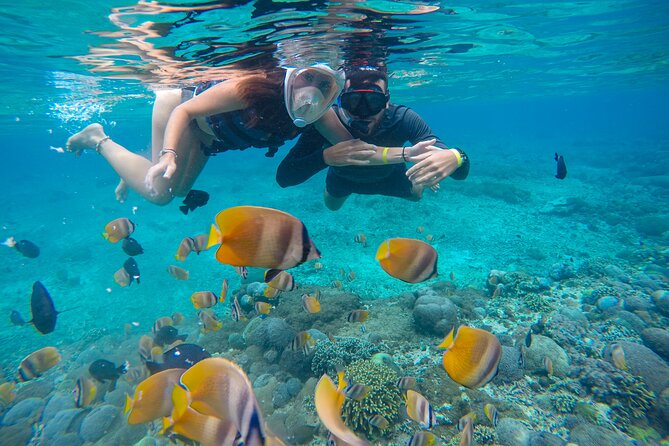 Lovina Dolphin Watching, Swimming, and Snorkeling Experience - What the $34.93 price covers