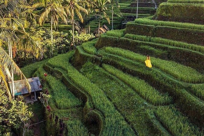 Monkey Forest, Holy Water Temple & Hot Springs Tours - Tegalalang Rice Terrace and the irrigation story