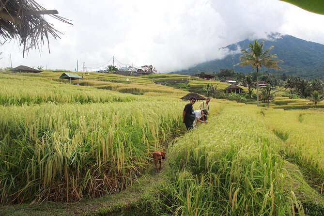 Munduk Private Customized Highlights Tour - Choosing Four Stops From a Very Full North Bali Menu