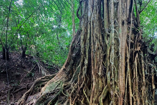 Munduk: Tamblingan jungle trek, waterfall, Ulun Danu temple - Banyumala Twin Waterfalls after the forest