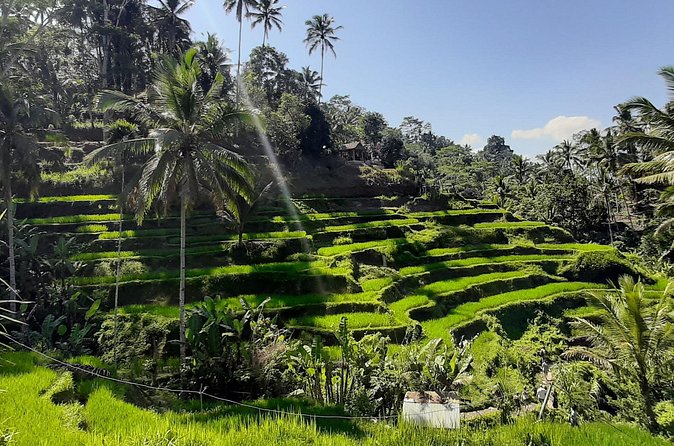 Private Driver in Bali with English Speaking - What the $29 price really buys you