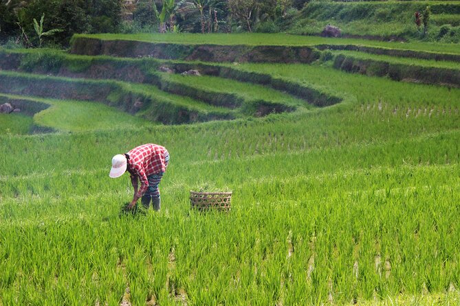 Private Full-Day Handara, Ulun Danu, Jatiluwih and Tanah Lot Tour - Lunch with Jatiluwih’s rice terraces in view
