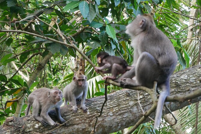 Private Full Day Tour in Ubud - Tegalalang Rice Terrace and the farming view