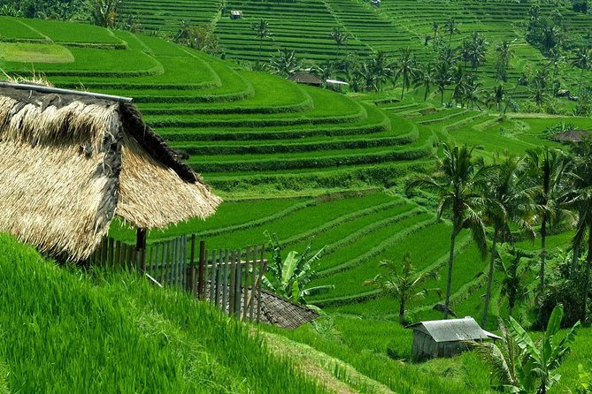 Private Jatiluwih Rice Terraces Heritage Site and Culture Tour - Buyan Lake and the twin-lake view