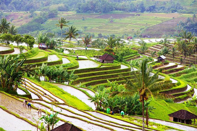 Private Shore Excursion: Customized Best of Bali Tour - Ubud art, palace life, and the Monkey Forest