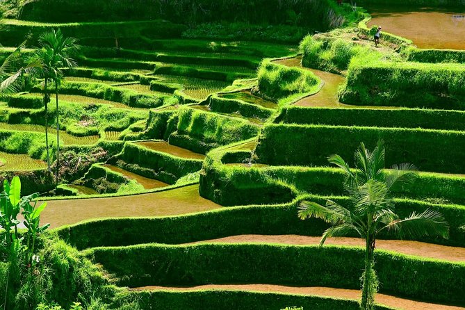 Private Shore Excursion: Customized Best of Bali Tour - Tegalalang Rice Terrace and the pace of a short walk