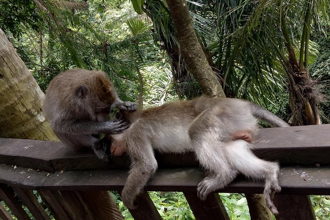 Private Tour to Sumampan Waterfall, Monkey forest, Rice terraces and Swing - Meeting the macaques at Sacred Monkey Forest