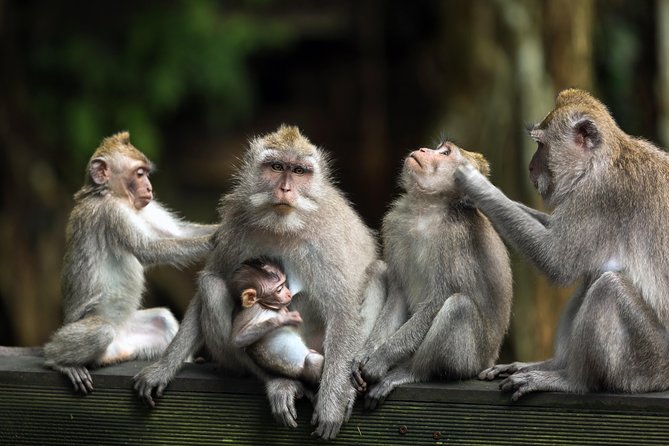 Private Tour: Ubud and Tanah Lot Day Tour - Ubud Monkey Forest and its shaded paths