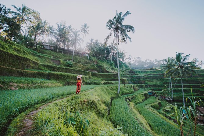 Private Tour: Ubud Highlights - Tegalalang Rice Terrace: the day’s best walking view