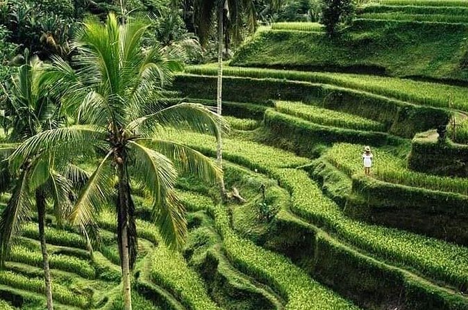 Private Ubud Tour - Tirta Empul and the Sacred Water Pools