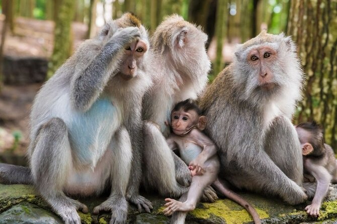 Private Ubud Tour: Monkey Forest, Waterfall & Rice Terrace - Batuan Temple and Balinese religious design