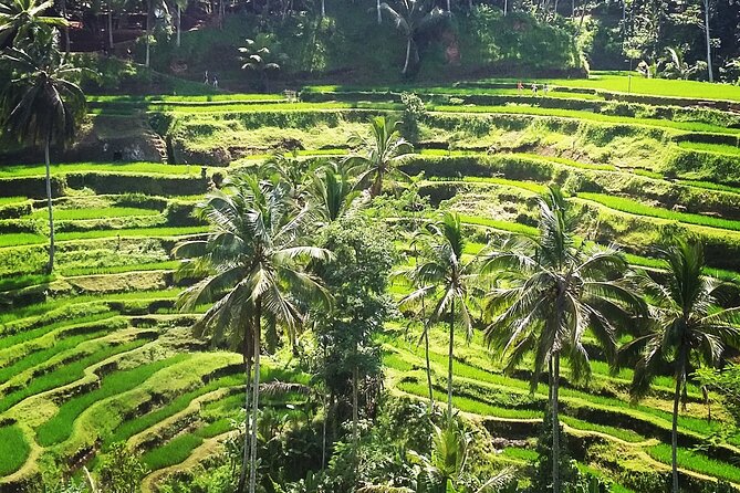 Private ubud tour : Temple Bathing + Mount Batur + Rice Terrace. - Who should choose this experience?